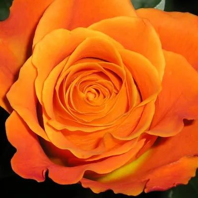 Роза миракл: фото в высоком разрешении, доступно в форматах jpg, png и webp