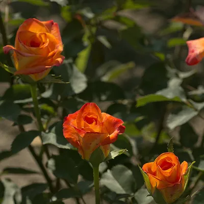 Удивительные розы из коллекции Роза миракл: фотографии для скачивания