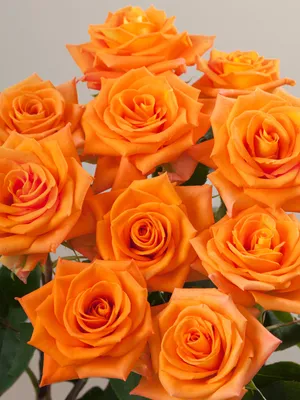 Фотки розы миракл: удивительные изображения, доступные для скачивания