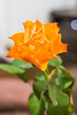 Фотографии розы миракл: выберите размер и формат изображения