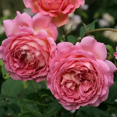 Великолепные фотографии розы миракл: скачивайте в желаемом формате