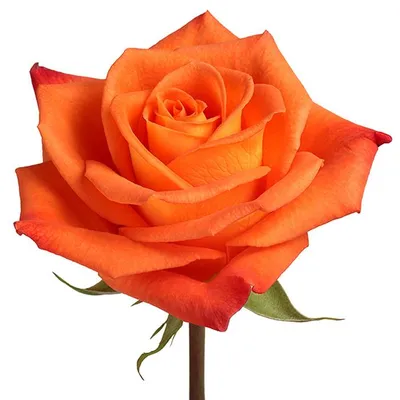 Фото розы миракл: изысканные изображения, предлагаемые в разных размерах