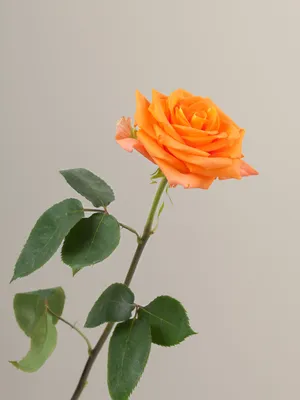 Роза миракл: захватывающие снимки в форматах jpg, png и webp