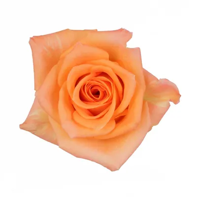 Блестящие фотографии розы миракл: возможность выбора формата файла