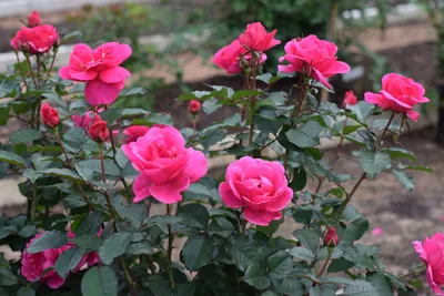 Фотки розы миракл: чудесные изображения, доступные для загрузки