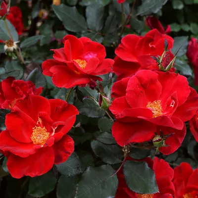 Уникальные фотографии розы миракл: варианты скачивания в разных форматах