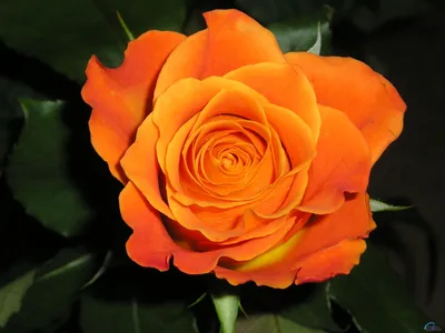 Фотографии розы миракл: красивые изображения доступны в jpg, png и webp