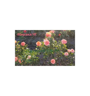 Изумительные фото розы миракл: выбирайте нужный формат и размер