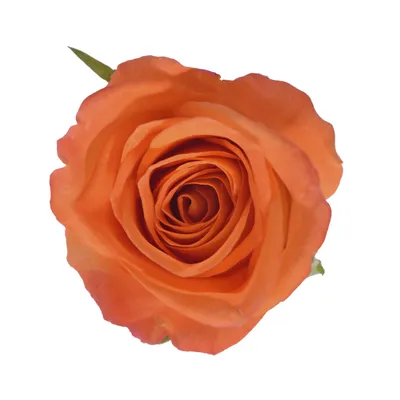 Фотографии розы миракл: восхитительные изображения в jpg, png и webp