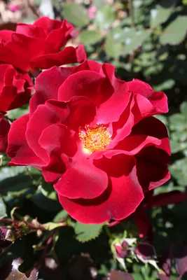 Роза миракл на фото: чудесные изображения в различных размерах
