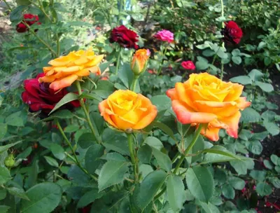 Изысканные розы миракл: фотографии в высоком качестве для скачивания