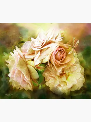 Удивительные фотографии розы миракл: выберите подходящий размер и формат файла.