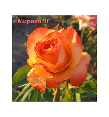 Роза миракл во всей своей красе: фото в различных форматах