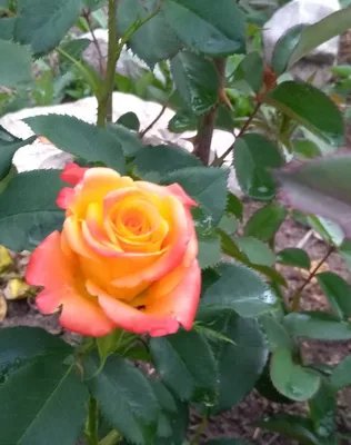 Впечатляющие фото розы миракл: варианты для скачивания в jpg, png и webp