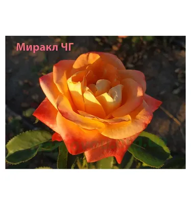 Роза миракл: прекрасные фотографии, предлагаемые в разных размерах