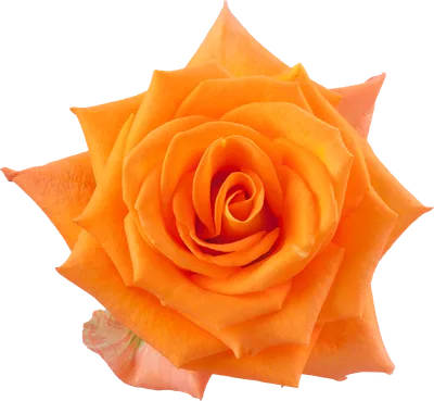 Захватывающие фотографии розы миракл: выбирайте подходящий формат