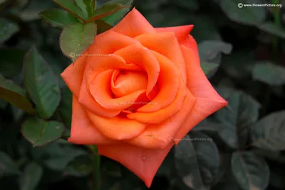 Уникальное изображение Розы Миракли