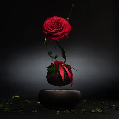 Роза Миракли на красивом фото в формате jpg