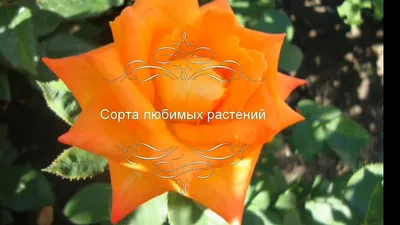 Изысканное фото Розы Миракли с насыщенными цветами