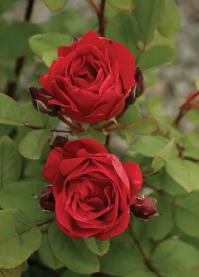 Роза модэн файрглоу - фото jpg