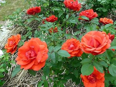 Удивительные краски розы модэн файрглоу