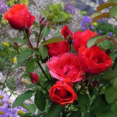 Красота природы - роза модэн файрглоу на фото