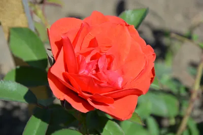 Изображение прекрасной розы модэн файрглоу в формате webp