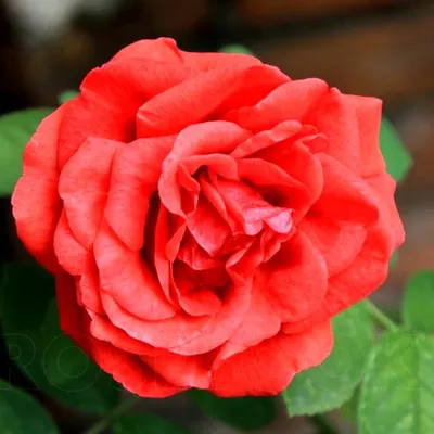 Фотография розы модэн файрглоу с превосходной детализацией