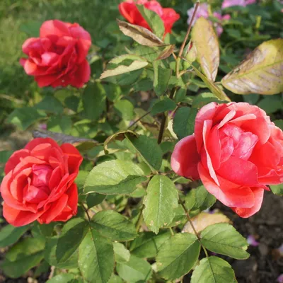 Фотка розы модэн файрглоу, запечатленная во всей ее красе