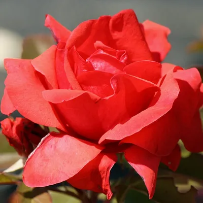 Восхитительные цвета розы модэн файрглоу на картинке