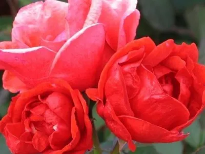 Благородные оттенки розы модэн файрглоу на картинке