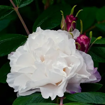 Сказочная красота розы модэн файрглоу на изображении