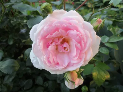 Изображение розы модэн файрглоу с потрясающей глубиной