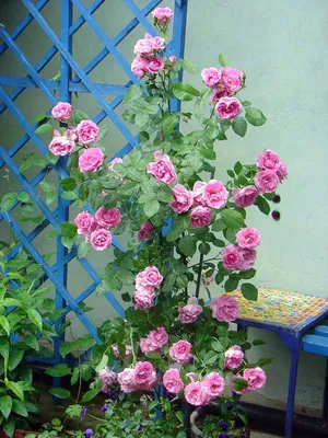 Фотография розы модэн файрглоу, которая удивит вас своей красотой