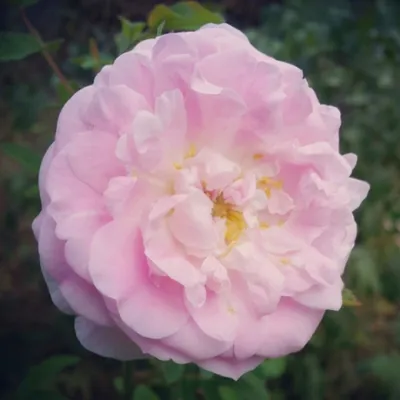 Прекрасные детали на фотографии розы модэн файрглоу