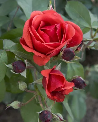 Фотография розы модэн файрглоу в высоком разрешении
