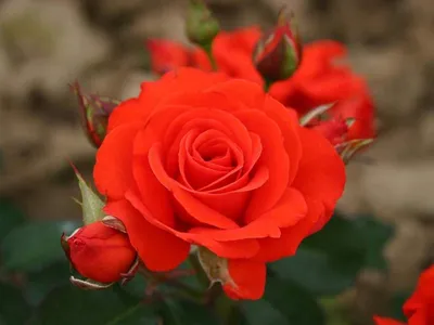 Изящное изображение розы модэн файрглоу в высоком разрешении