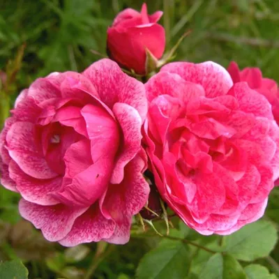 Восхитительное фото - роза модэн файрглоу в формате jpg