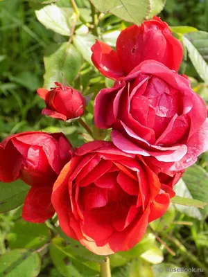 Прекрасные оттенки розы модэн файрглоу в формате webp