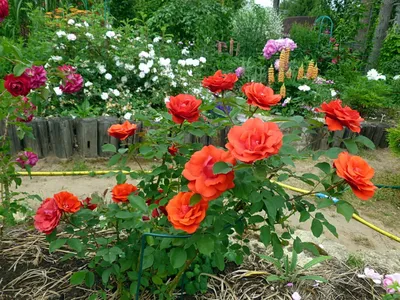 Великолепные детали розы модэн файрглоу на фото