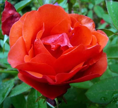 Фото розы модэн файрглоу в нежных красках