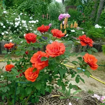 Фантастический вид розы модэн файрглоу в формате jpg