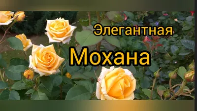 Искусные розы мохана на фотографиях: выбирайте формат