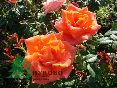 Роза моника: изображение в формате jpg