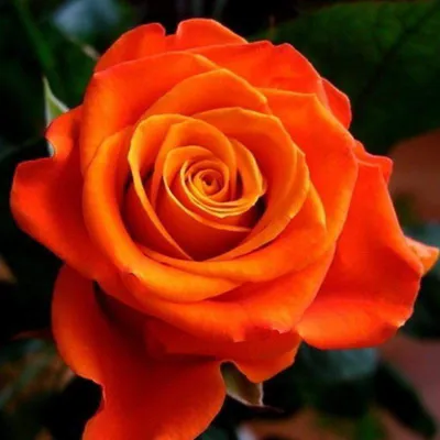 Фото розы моника: выберите формат скачивания - png, webp