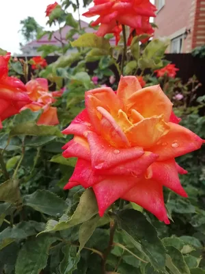 Фотография розы моника: выберите размер и формат скачивания