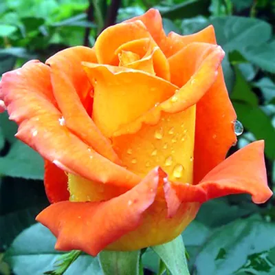 Фото розы моника: выберите размер для скачивания