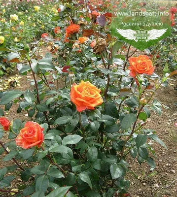 Изображение розы моника: доступные форматы - jpg, webp, png