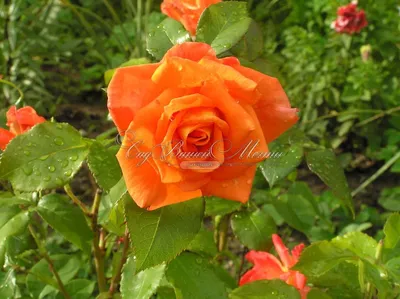 Фото розы моника: выберите формат - jpg, png, webp