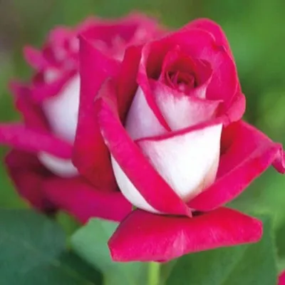 Фотка розы моника: возможность выбора размера и формата